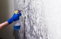 Chesterfield Mold Removal Solutions image 4